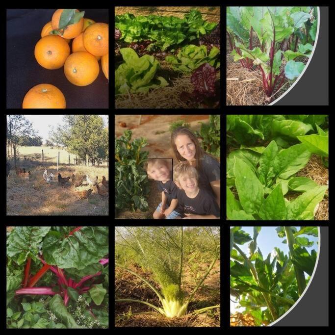 Upmarket Off Grid Cottage On Organic Farm In Secure Estate ホウィック エクステリア 写真